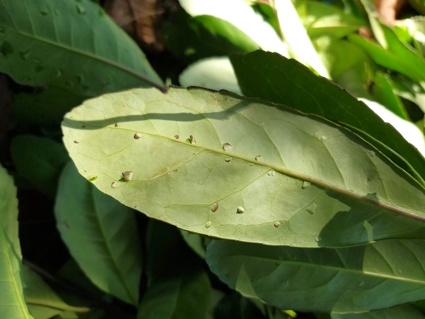 Ilex paraguariensis — fresh leaf, Atlantic Forest