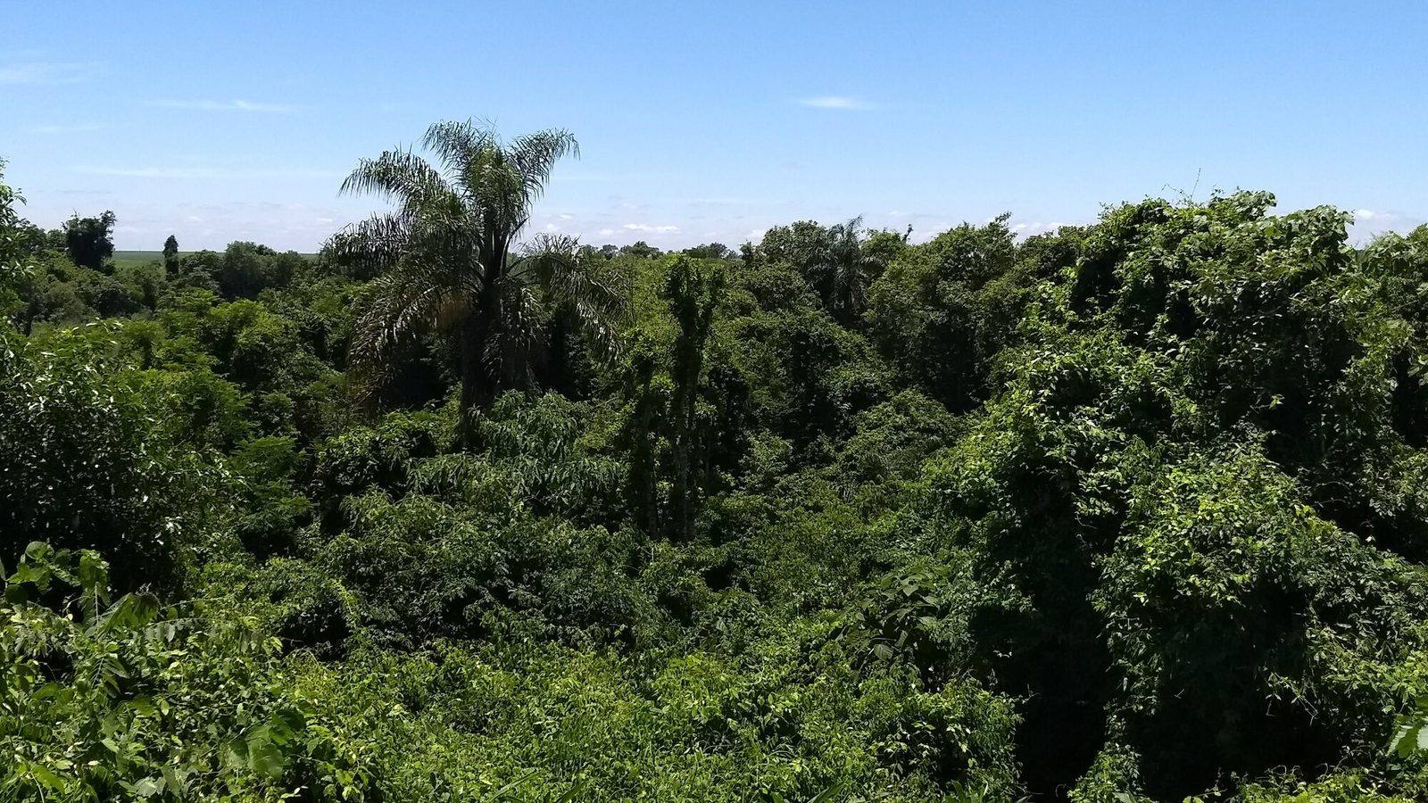 Bosque Atlántico del Alto Paraná — horizonte de selva, Tavapy II
