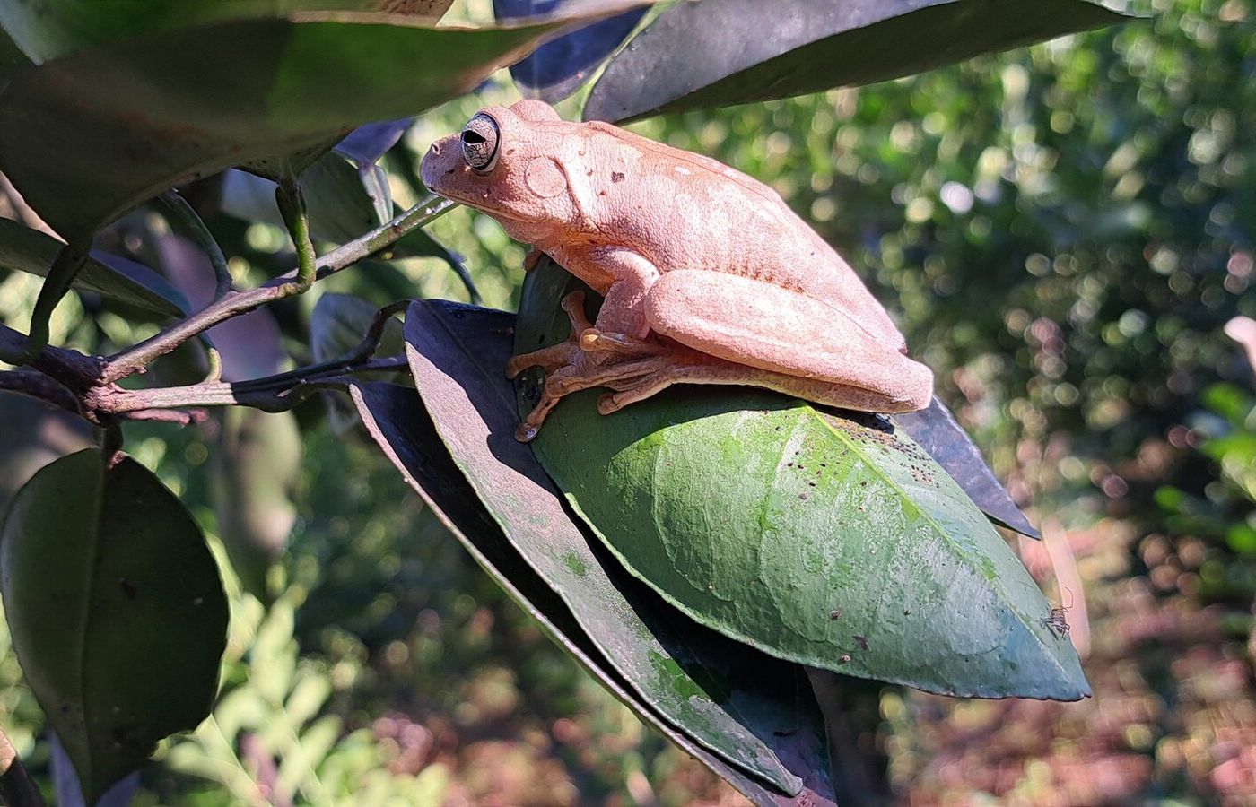 Rana arborícola sobre una hoja — Bosque Atlántico, 2024