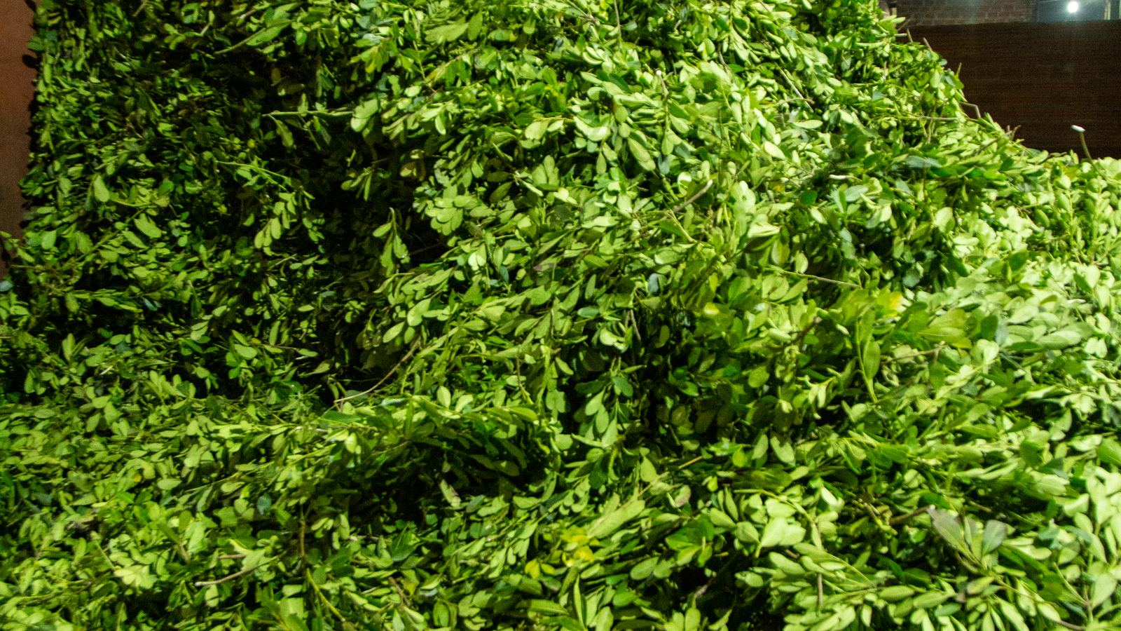 Hoja verde llegando al secadero — Tavapy II