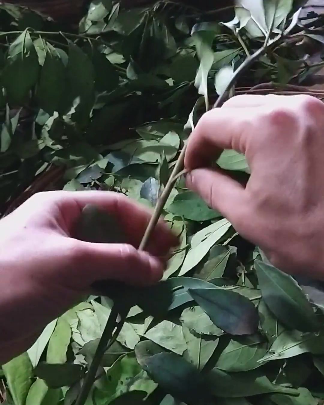 Deshojado a mano sobre la rama — Tavapy II, 2019