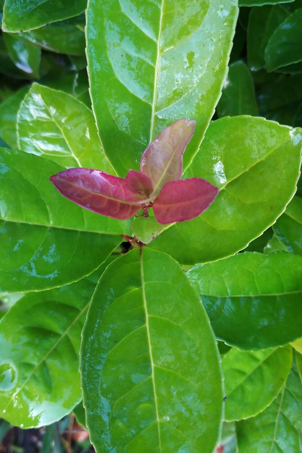 Brote rojo nuevo de yerba mate, 2022