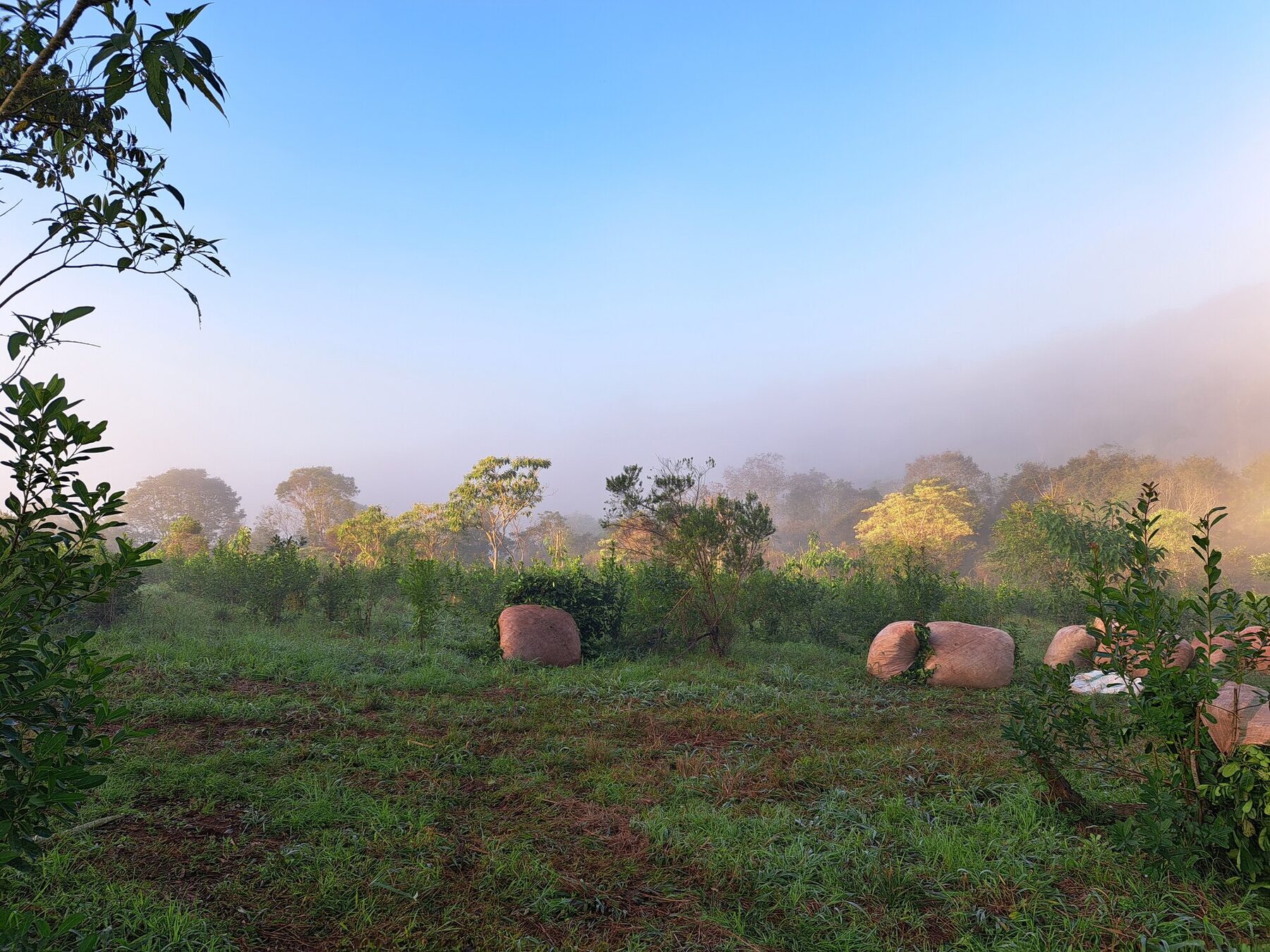 Amanecer con niebla sobre el yerbal — Tavapy II, 2022